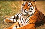 Wildlife Tour of East India